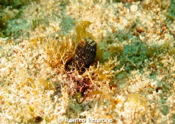 Curious Blenny by Romeo Penacino 